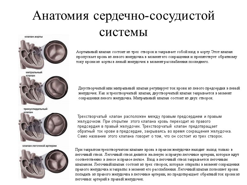 Анатомия сердечно-сосудистой системы  Трехстворчатый клапан  Трехстворчатый клапан расположен между правым предсердием и